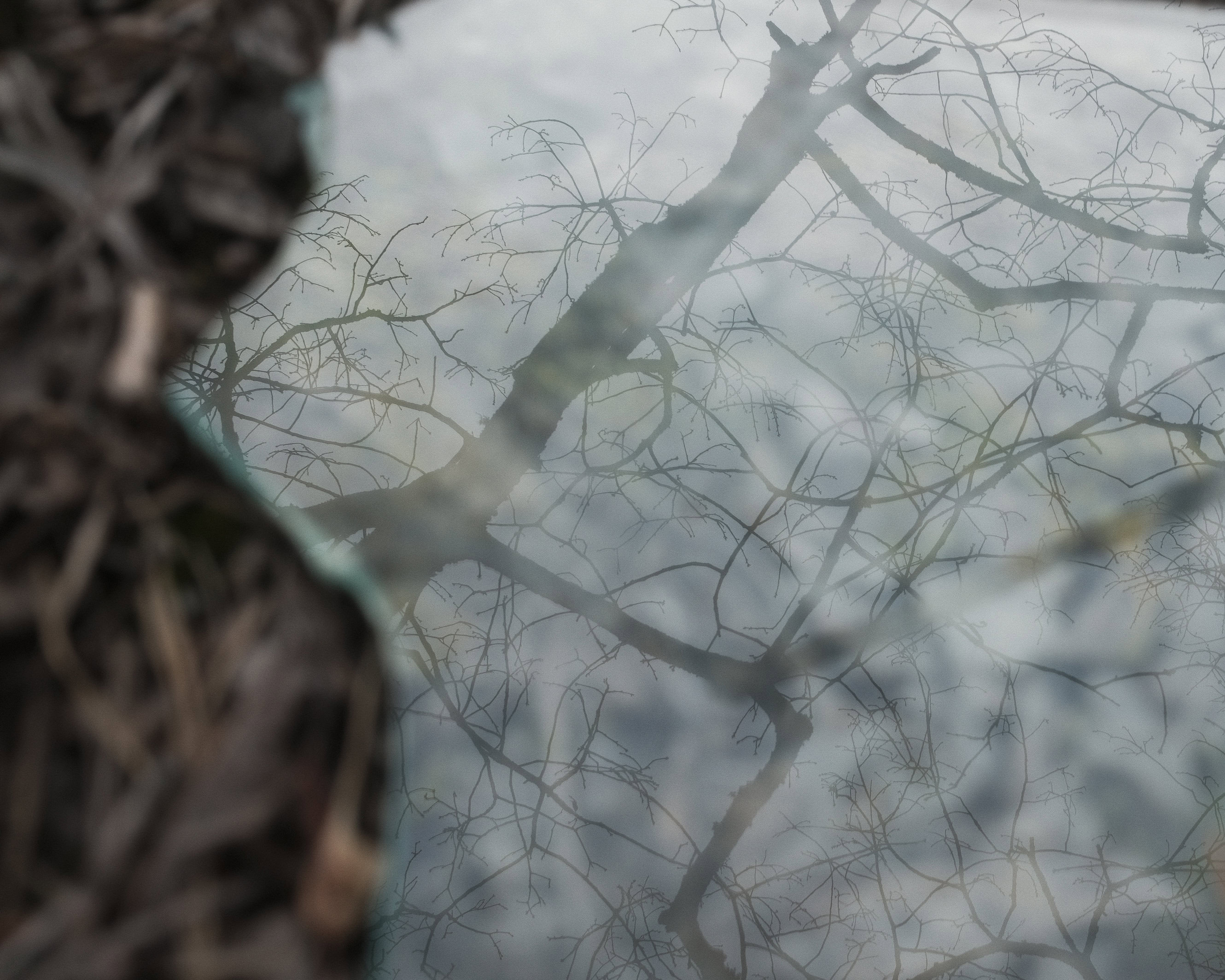 reflection in broken glass laying in the dead leaves of a forest